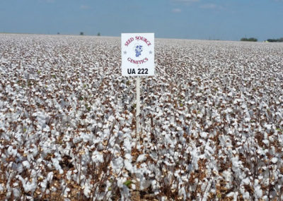 cottonseed-distributor-ua-222