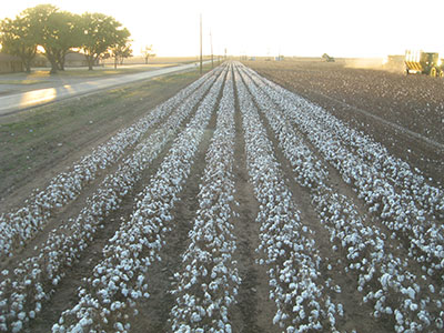 cottonseed-varieties-1