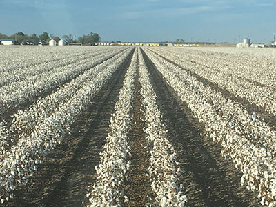 cottonseed-varieties-2
