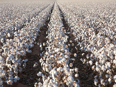 cottonseed-varieties-3